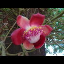 Eine der großen Blüten eines Baumes